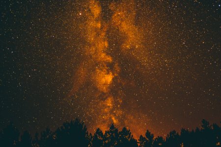 silhouette of trees at nighttime photo