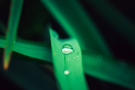 green-leafed plants