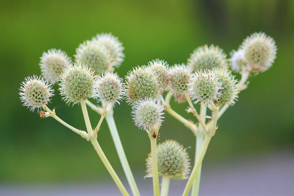 Plant thorn apple green