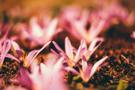 selective focus photography of pink petaled flowers photo