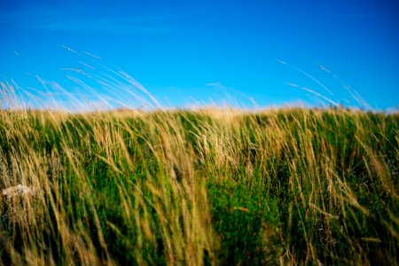 green grass during daytime photo