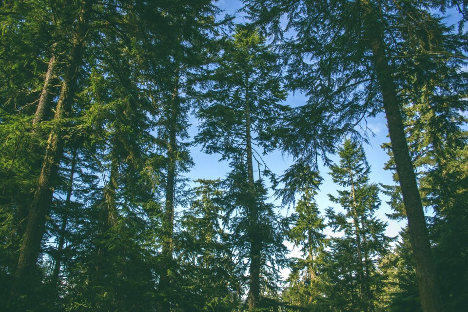 Nature trees woods