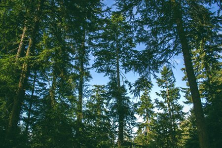 Nature trees woods photo