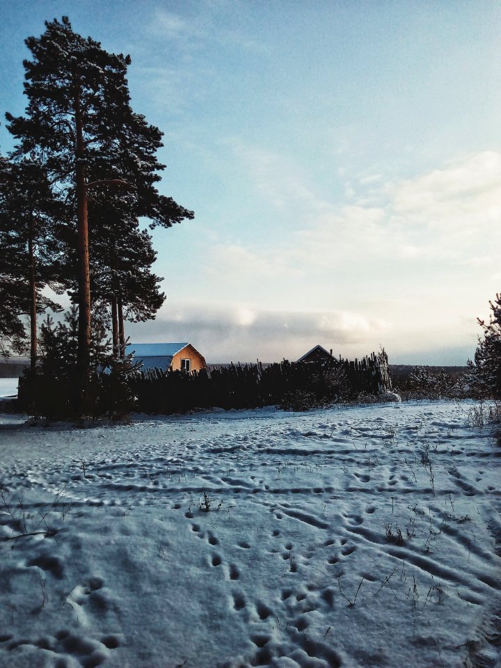 Trees, Snow, Winter