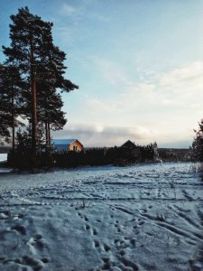 Trees, Snow, Winter