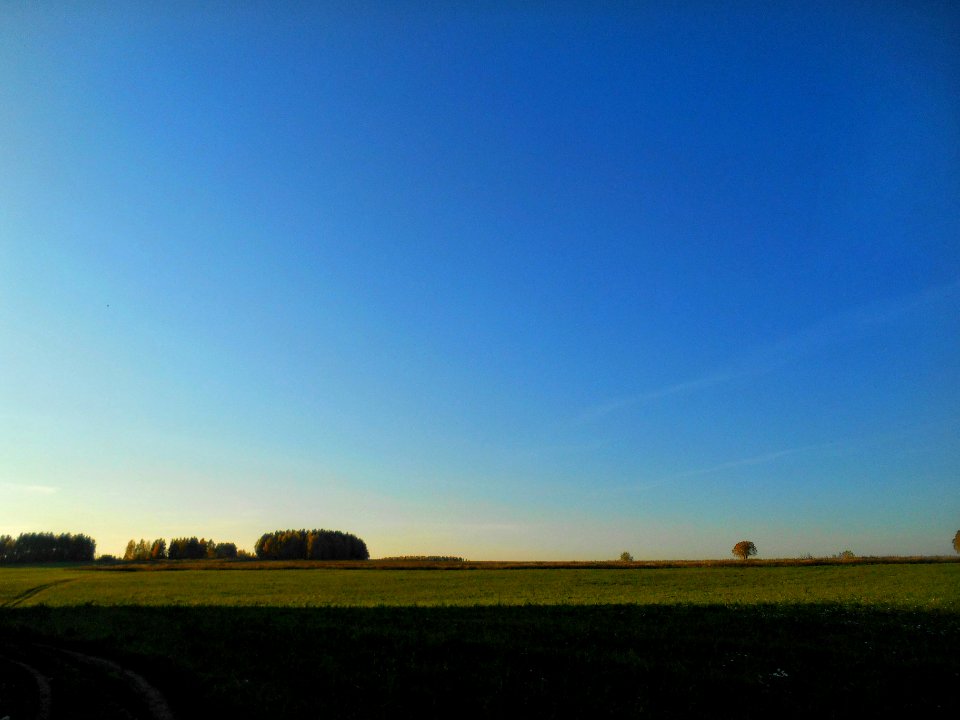 Grass, Field, Trees