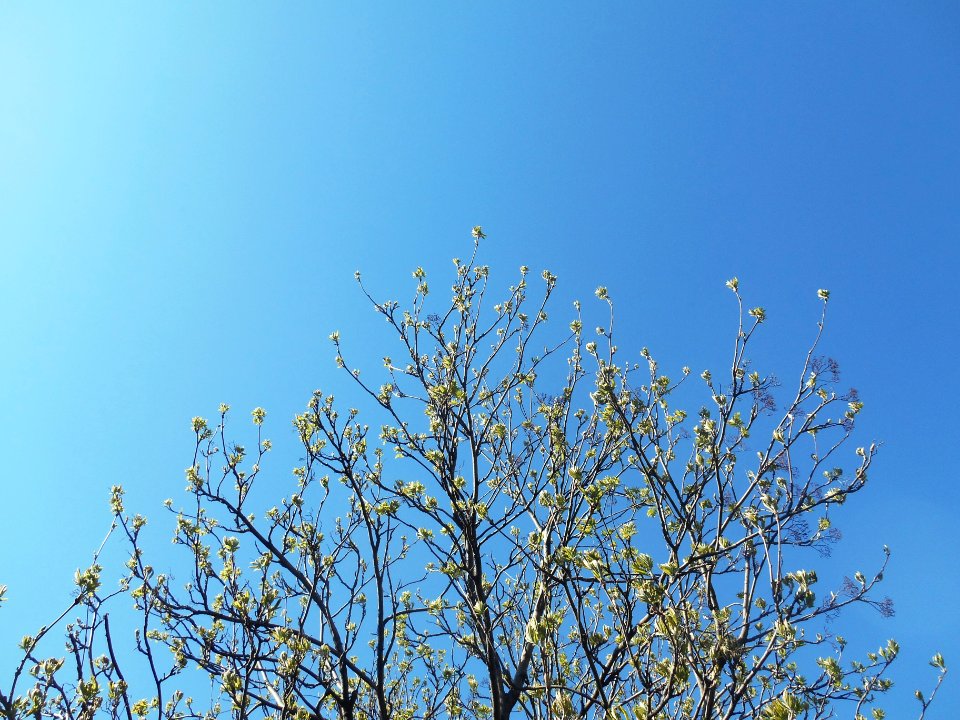 Blue, Sky, Branches