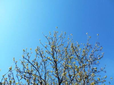Blue, Sky, Branches