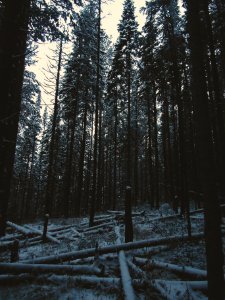 Trees, Snow, Winter