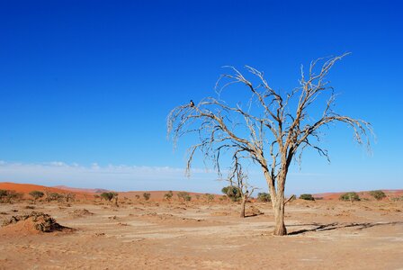 Tree desert dry