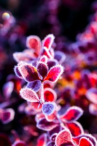 red-leafed plant photo