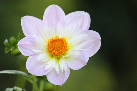 Flower garden plant dahlia garden