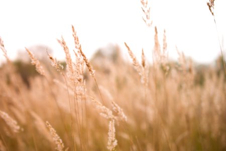 wheat field