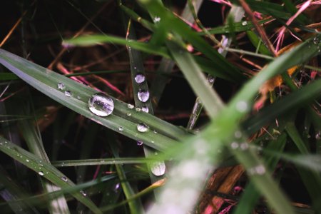 Macro, Water drop, Water