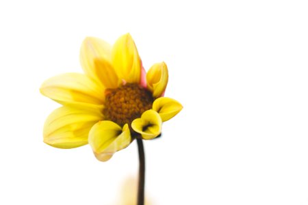 sunflower on white background photo