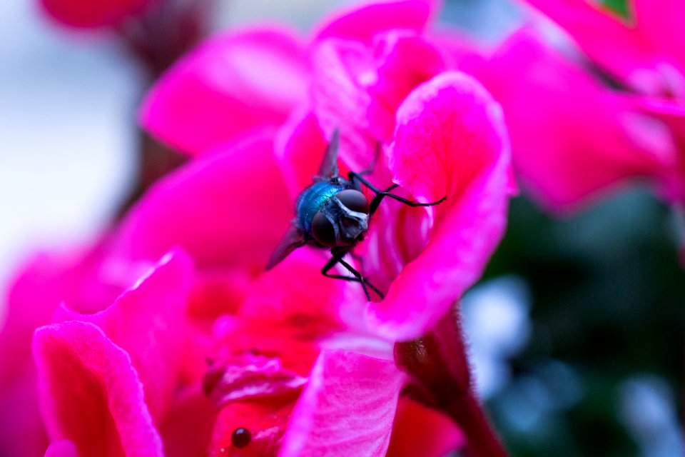 black fly on pink flowers