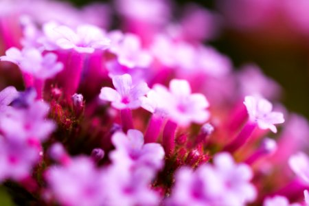 pink-petaled flowers photo