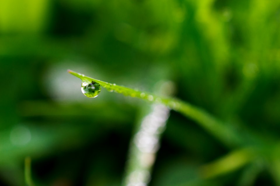 Macro, Drop, Green