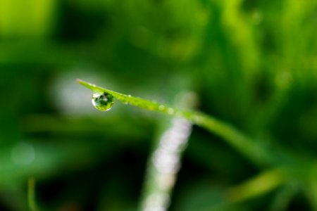 Macro, Drop, Green