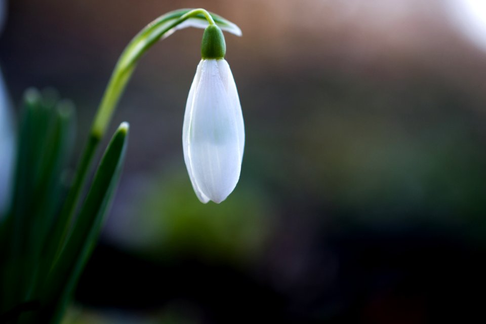about to bloom white petaled flower