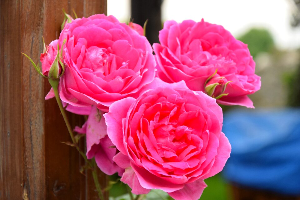Flower garden summer