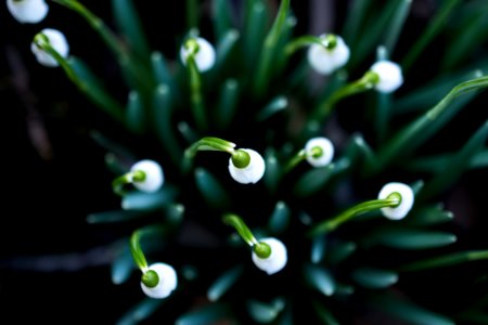 white-petaled flowers