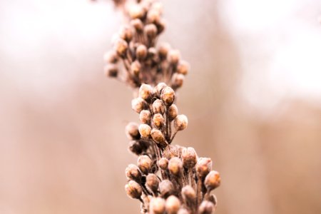 Latvia, Iecava, Brown