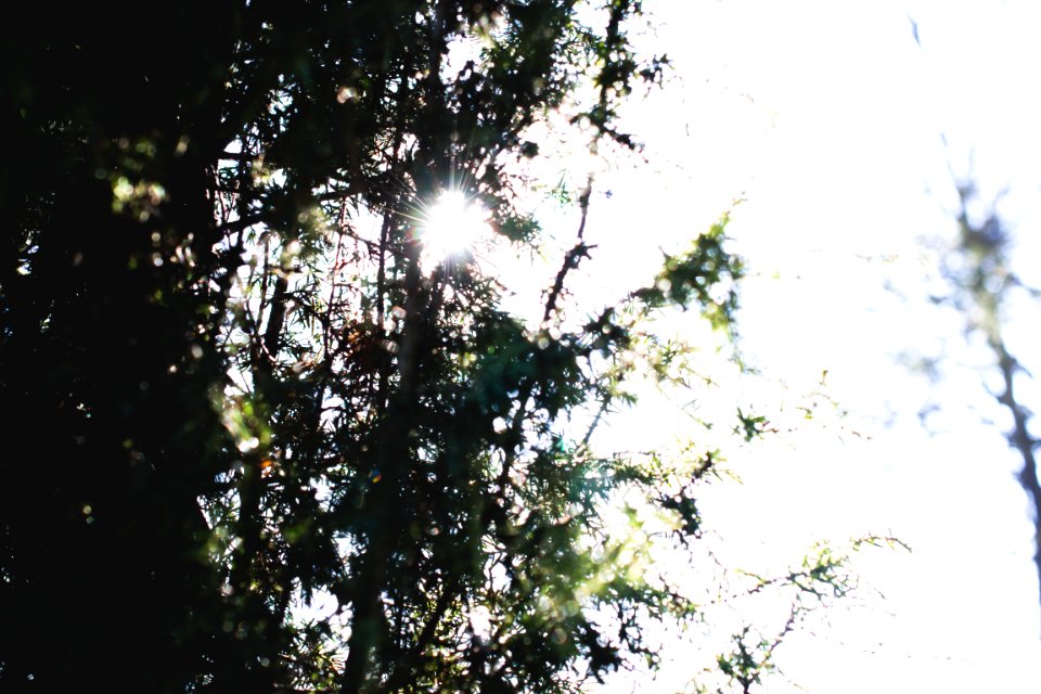 Light, Nature, Iecava
