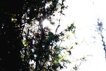 Light, Nature, Iecava