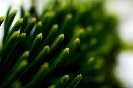 green grass