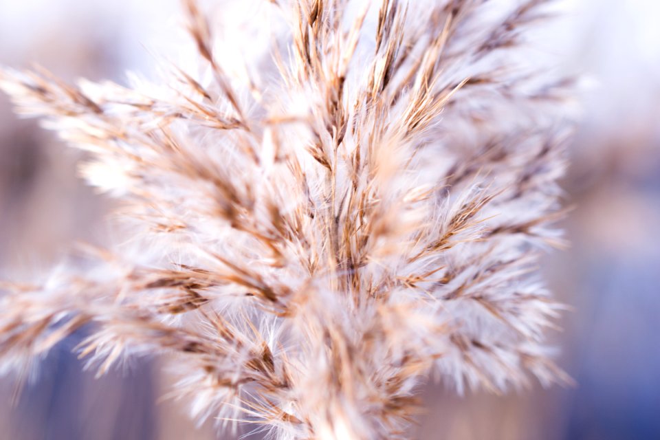 shallow focus photo of white flower