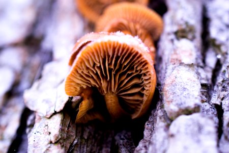 brown wood ear