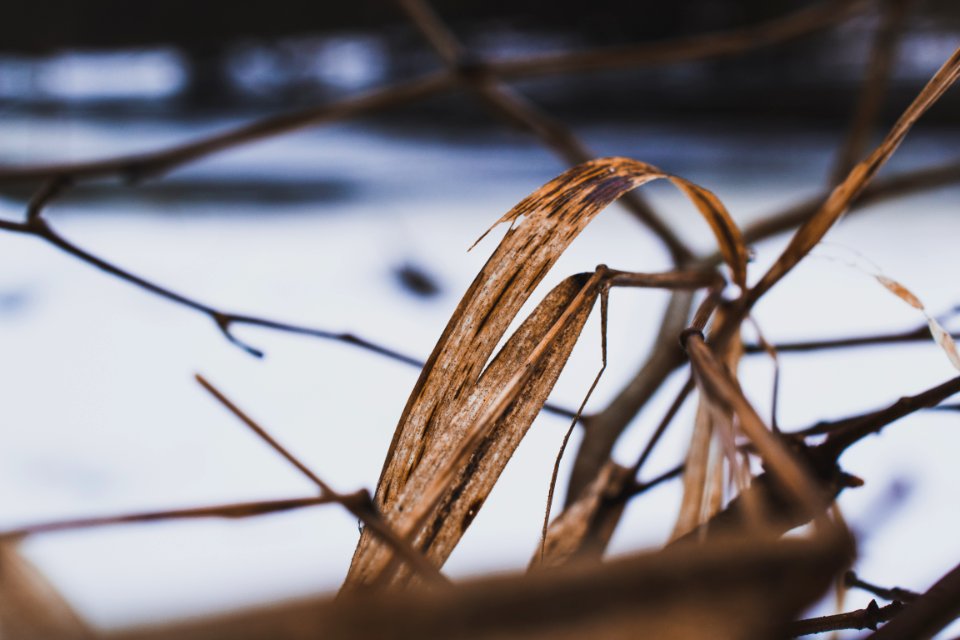 Iecava, Latvia, Grass