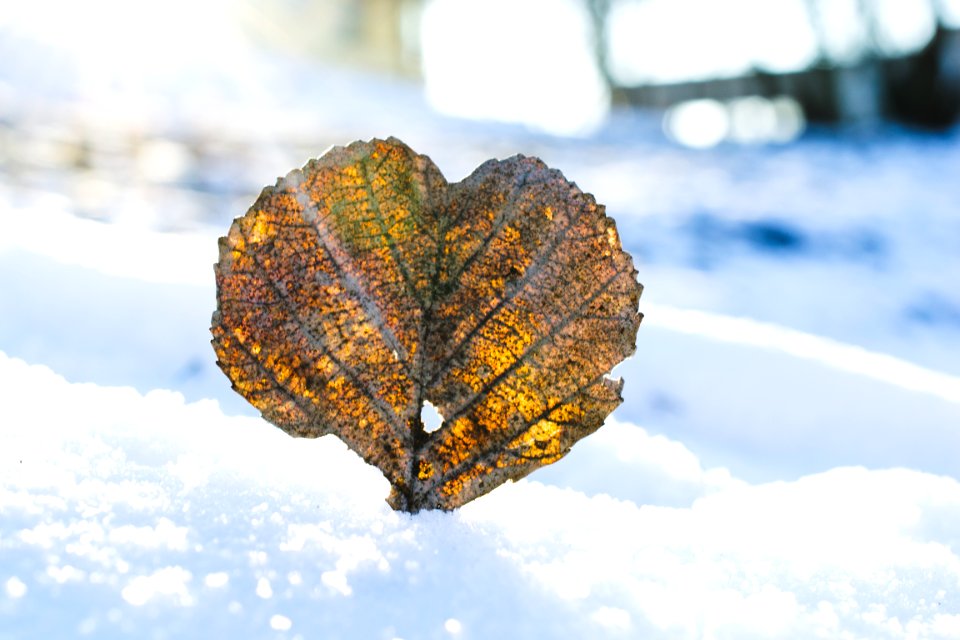 shallow focus photo of yellow leaf