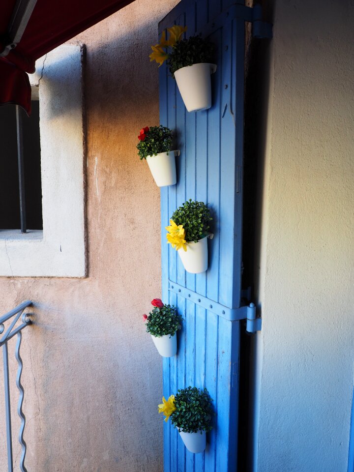 Wooden door plant flowers