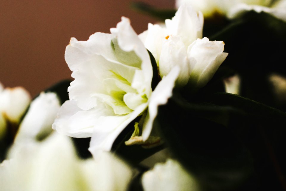 Nature, Nature photo, Blossom