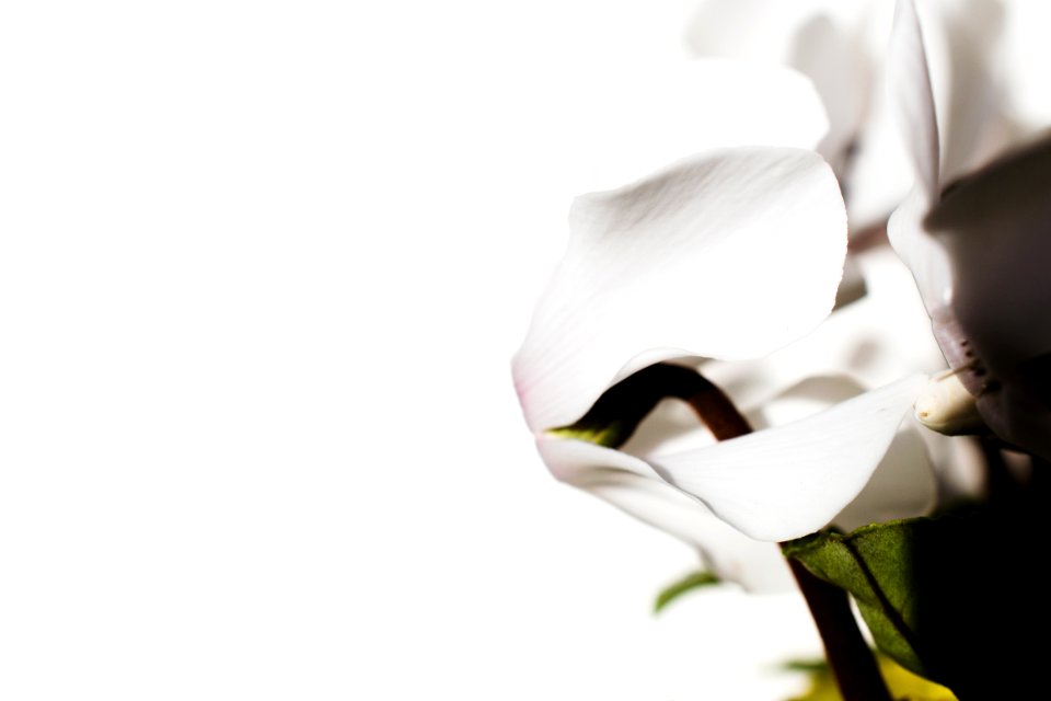 white-petaled flowers