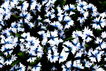 Latvia, Spring, Blue