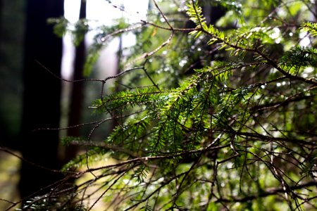 Latvia, Iecava, Branches