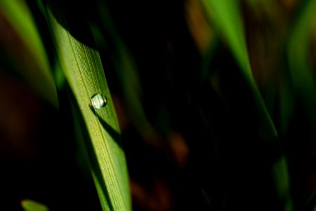 dew on leaf