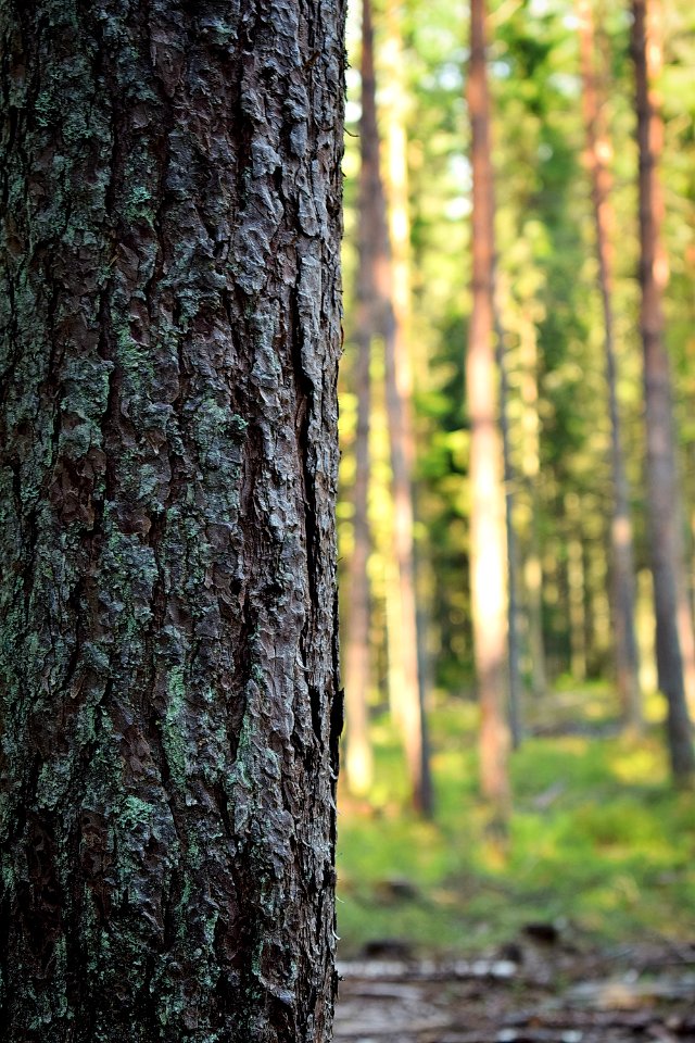Estonia, Bark, Closeup