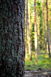 Estonia, Bark, Closeup