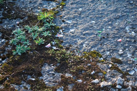 Glass, Plants, Ground
