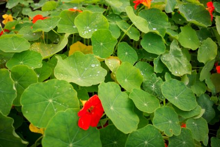 Estonia, Waterdrops, Flower