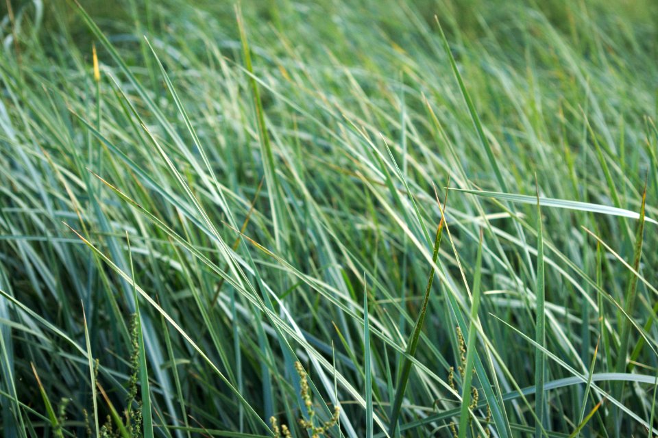 Estonia, Nature, Green