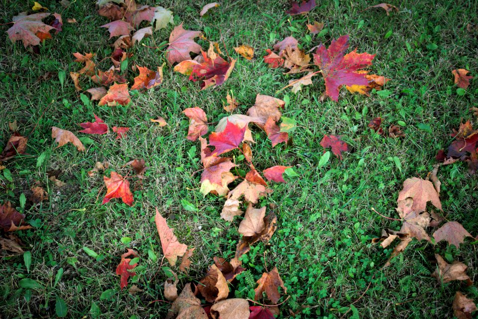 Estonia, Grass, Colorful