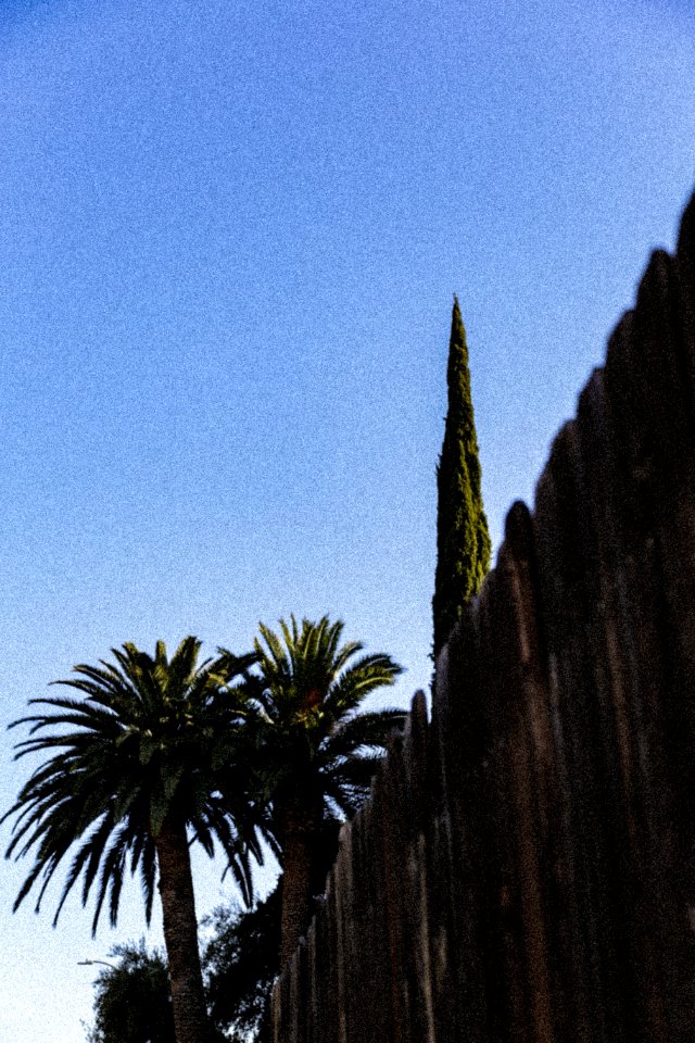 Grain, Trees, 2017