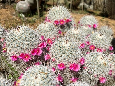 Cactus pink flower