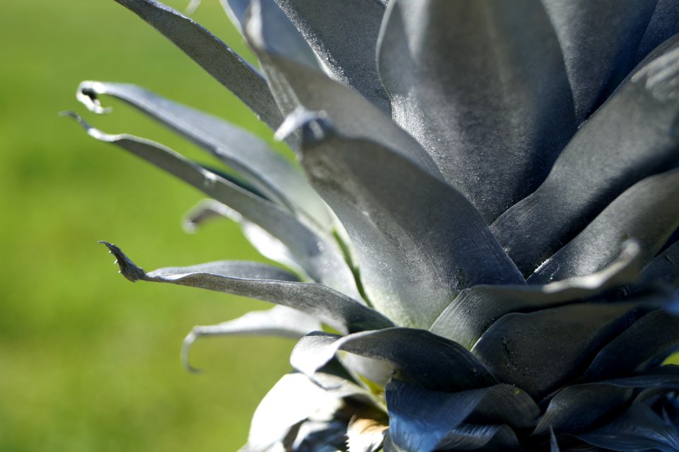 Focus play, Plant, Close