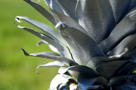 Focus play, Plant, Close